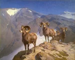 big-horn-sheep-art-print_0.webp