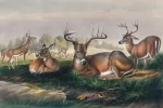 field-of-whitetails-art-print_0.webp