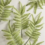 tree-fern-stem_0.webp